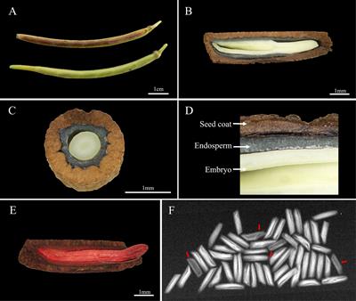 Exogenous gibberellin can effectively and rapidly break intermediate physiological dormancy of Amsonia elliptica seeds